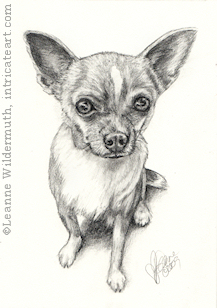 custom dog portrait Chihuahua pencil graphite drawing art by Leanne Wildermuth