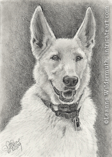 custom dog portrait German Shepherd pencil graphite drawing art by Leanne Wildermuth