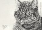 custom cat portrait pencil graphite drawing art by Leanne Wildermuth