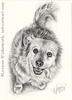 custom dog portrait pencil graphite drawing art by Leanne Wildermuth