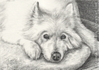 custom dog Samoyed portrait pencil graphite drawing art by Leanne Wildermuth