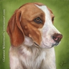 custom dog Beagle portrait oil painting art by Leanne Wildermuth