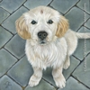custom dog Golden Retriever puppy portrait oil painting art by Leanne Wildermuth