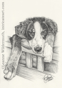 custom dog portrait graphite drawing art by Leanne Wildermuth