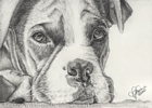 custom boxer dog portrait graphite drawing art by Leanne Wildermuth