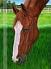custom horse portrait oil painting art by Leanne Wildermuth