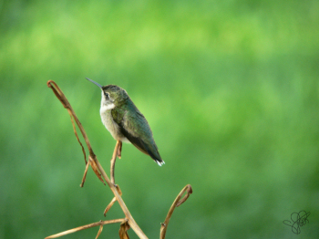 digital photography hummingbird perched portrait bird fine art print