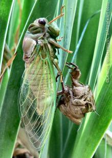 cicadaemerge.jpg