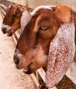 goats.jpg