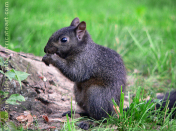 squirrel3.jpg