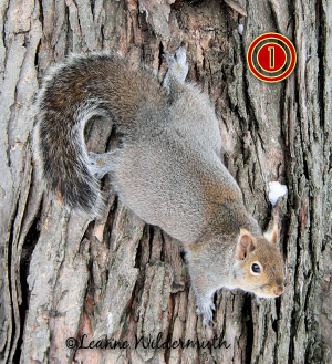 squirrel photography
