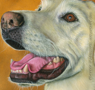 custom dog portrait yellow lab detail scan original art