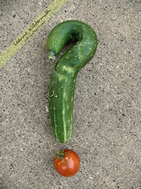 Question mark cucumber