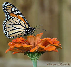 monarch butterfly photo by Leanne Wildermuth