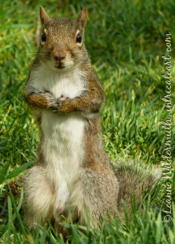 standing squirrel help me out' class=