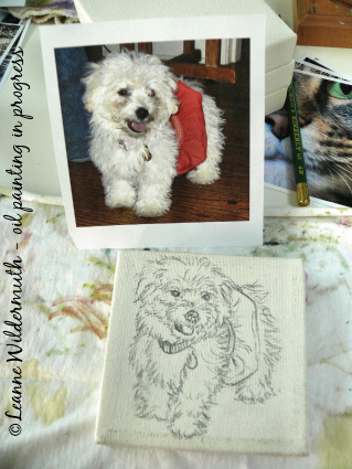 havanese bichon frise puppy portrait ' class=