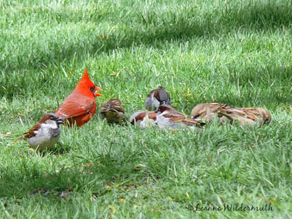 male cardinal house sparrows photo