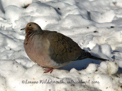 mourning dove photograph