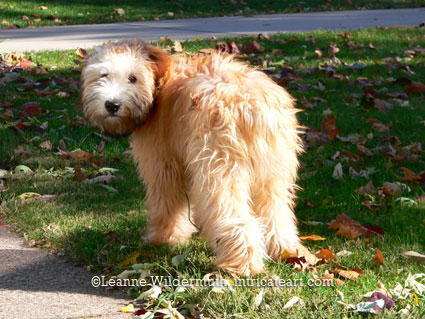 soft coated wheaten terrier male 7 mos