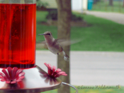 hummingbird at feeder may 28 2007' class=