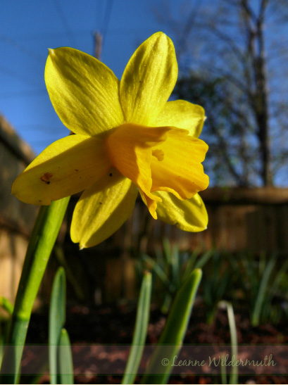 narcissi mini daffodil spring yellow flower