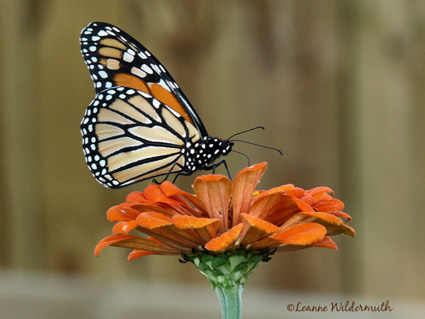 monarch butterfly sitting on orange zinnia flower' class=