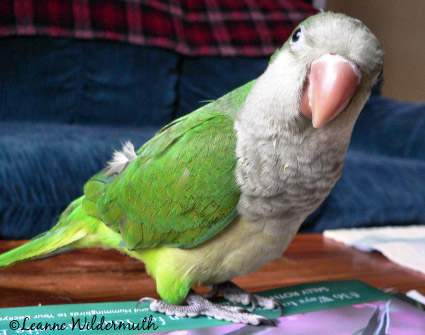quintin quaker parrot bird green