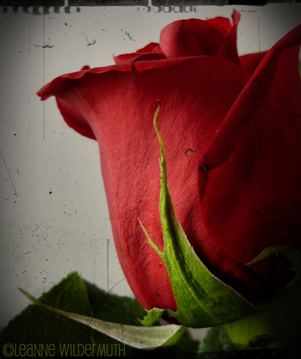 valentines day red rose photograph vignette antique effect copyright leanne wildermuth' title=