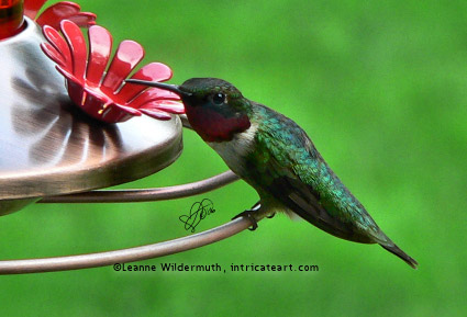 ruby throated hummingbird male perched sitting
