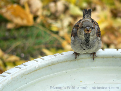 house sparrow bird bath drinking photography fall