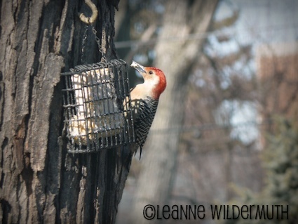 red bellied woodpecker' class=