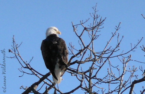 eagle on the Mississippi river' title=