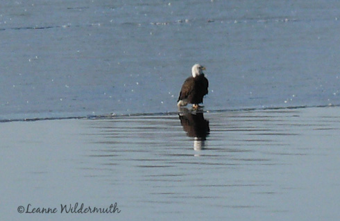 eagle on ice mirror reflection' class=