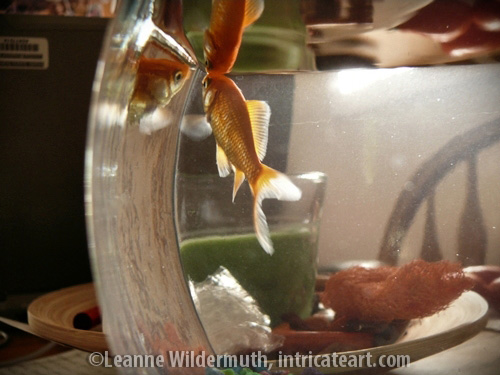 goldfish in triplicate leanne wildermuth