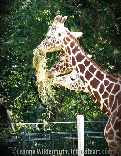 giraffes threesome leanne wildermuth