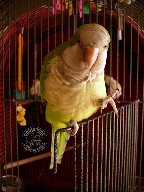 quintin the quaker parrot waving hi hello' class=