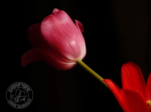 tulip floral flower photograph leanne wildermuth' class=