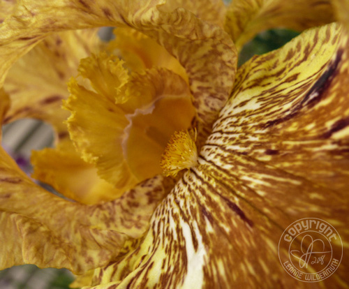 batik iris tiger honey photo leanne wildermuth