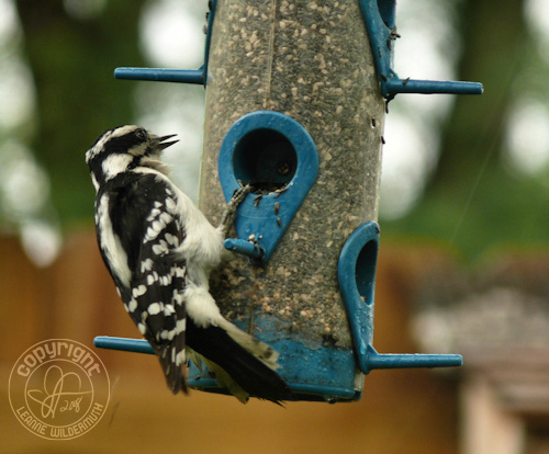downy woodpecker female