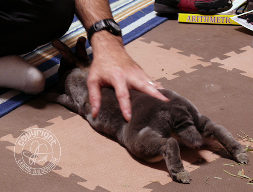 dusty bunny relaxed stretched mini rex photo leanne wildermuth