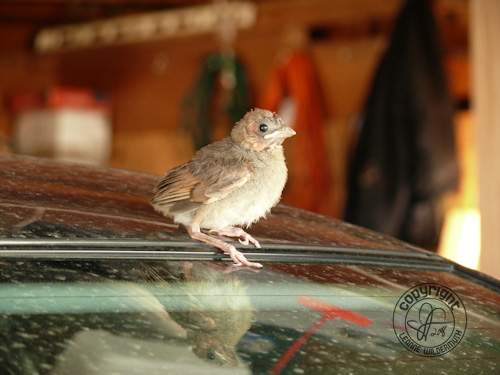 cardinal baby bird photo leanne wildermuth