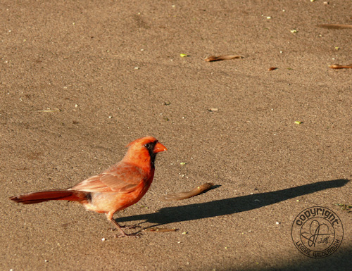 cardinal male bird photo leanne wildermuth
