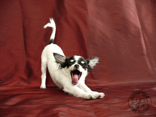 chiapoo yawn stretch photo leanne wildermuth