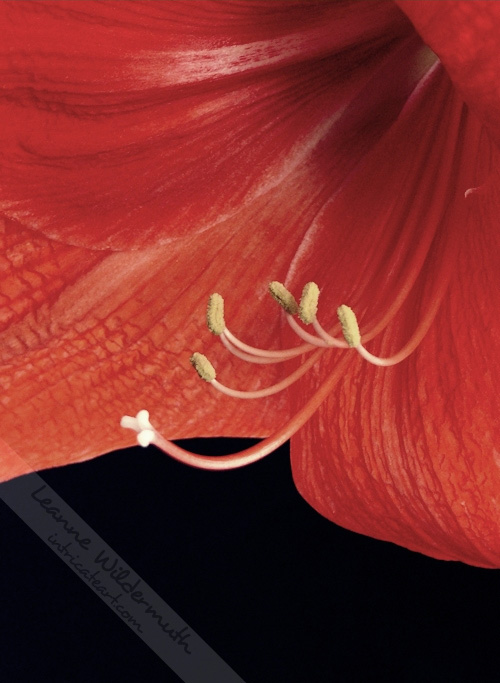 Amaryllis bloom close up photo by Leanne Wildermuth