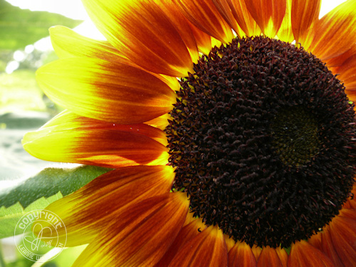 sunflower glowing leanne wildermuth