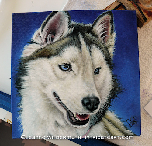 siberian husky custom dog portrait oil painting progress leanne wildermuth