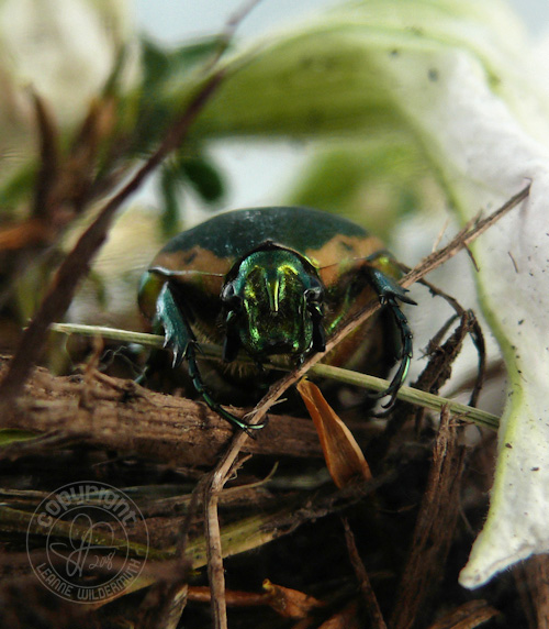 beetle photo leanne wildermuth