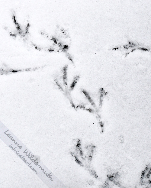 Bird prints in snow photo by Leanne Wildermuth