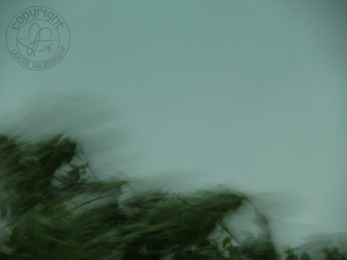 illinois storm high wind tree blowing photo leanne wildermuth