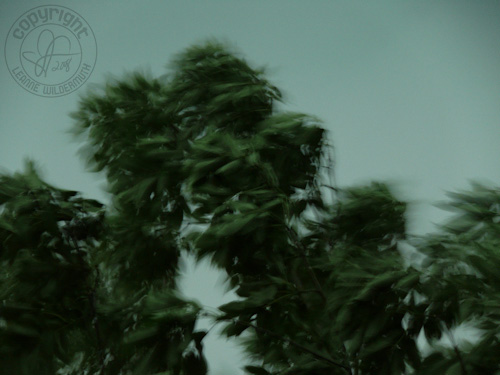 illinois storm high wind tree blowing photo leanne wildermuth